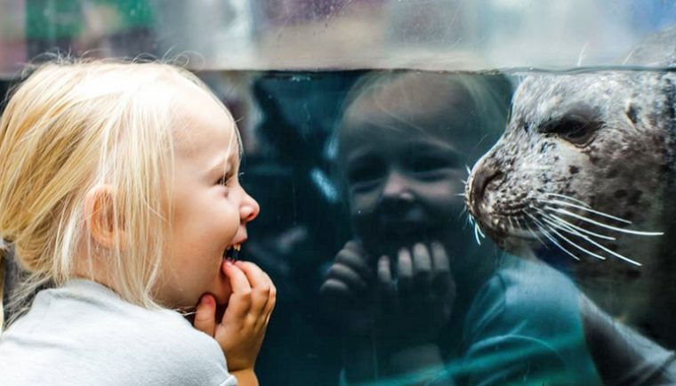 Little girl laughs at the sight of a seal